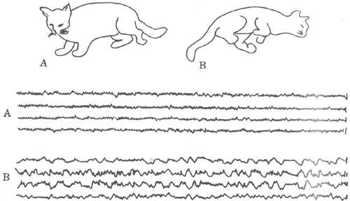 �ж������Դ�������������Դ�������è����Ϊ���Ե�ͼ�仯