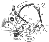 �������񾭺�Ⱥʾ��ͼ