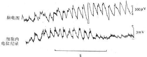 �Ե�ͼ��Ƥ����Ԫϸ���ڵ�λ��¼�Ĺ�ϵ