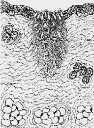 ��ѿ��֯���˿ڵײ�����Ե���˿���ƽ��Ȼ���Ƥ����