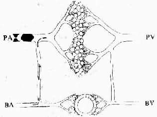 �ζ���˨��ʱ��Ѫ���仯ʾ��ͼ