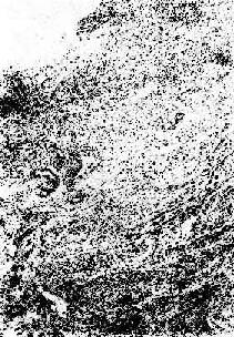 ����֯������β��