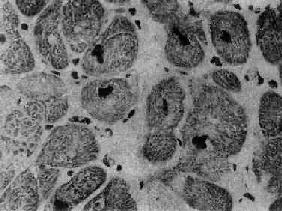 �ʺ����ļ���