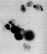 ����θ<a href=