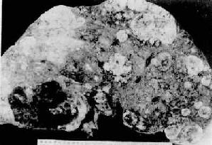 ԭ���Ը�<a href=