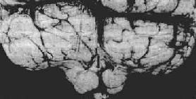 С�Ա�������